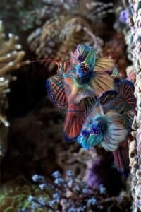 Green Mandarin Blenny