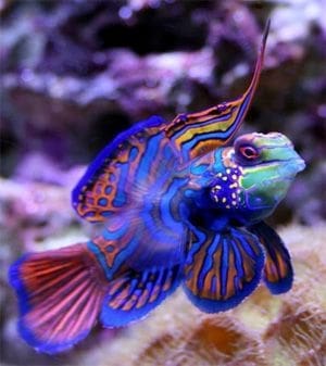 Mandarin goby shop