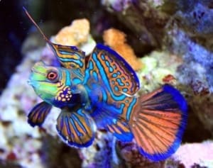 green mandarin blenny