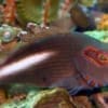 arc eye hawkfish for sale