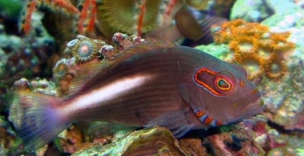 arc eye hawkfish for sale