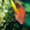 arc eye hawkfish