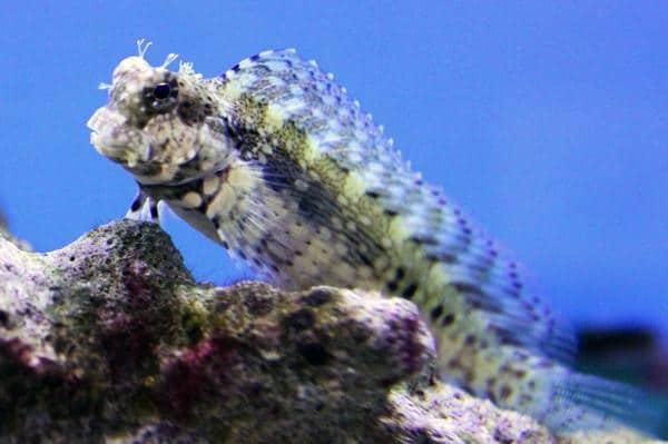 Lawnmower Blenny - Image 4