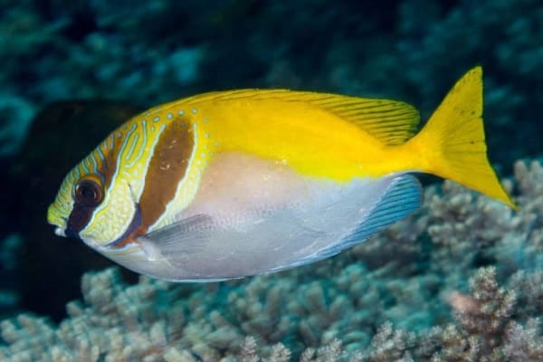 virgate rabbitfish