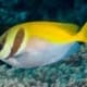 virgate rabbitfish