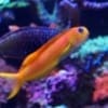 Midas Blenny