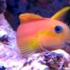 Midas Blenny for sale