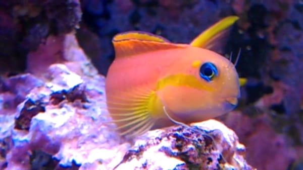 Midas Blenny for sale