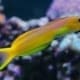 Midas Blenny