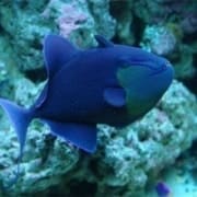 Niger Triggerfish for sale | Niger trigger for sale online fish store