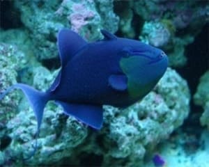 triggerfish