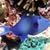 Niger Triggerfish for sale