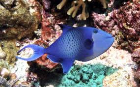 Niger Triggerfish for sale