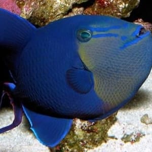 Niger Triggerfish for sale | Niger trigger for sale online fish store