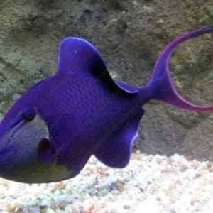 Niger Triggerfish for sale | Niger trigger for sale online fish store
