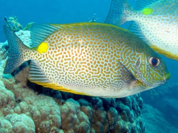 orange spot rabbitfish - Image 2