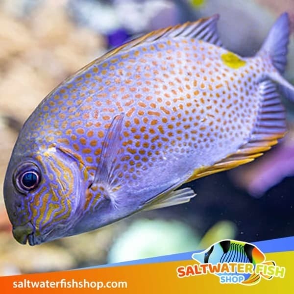 orange spot rabbitfish