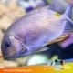 orange spot rabbitfish