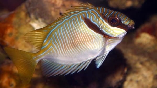 Virgate Rabbitfish - Image 3