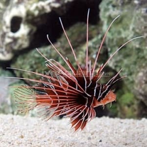 lionfish for sale