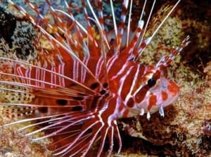 radiata lionfish dwarf lionfish