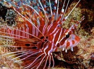 dwarf lionfish