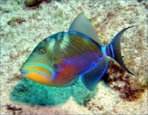 marine triggerfish for sale