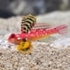 red dragonet blenny