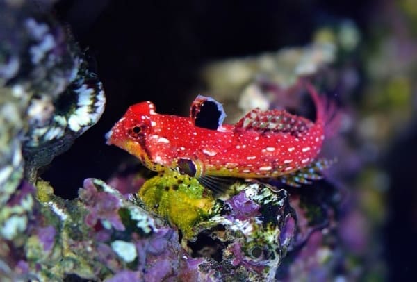 Ruby Red Dragonet goby for sale - Image 2