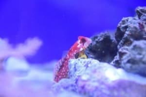 ruby red dragonet