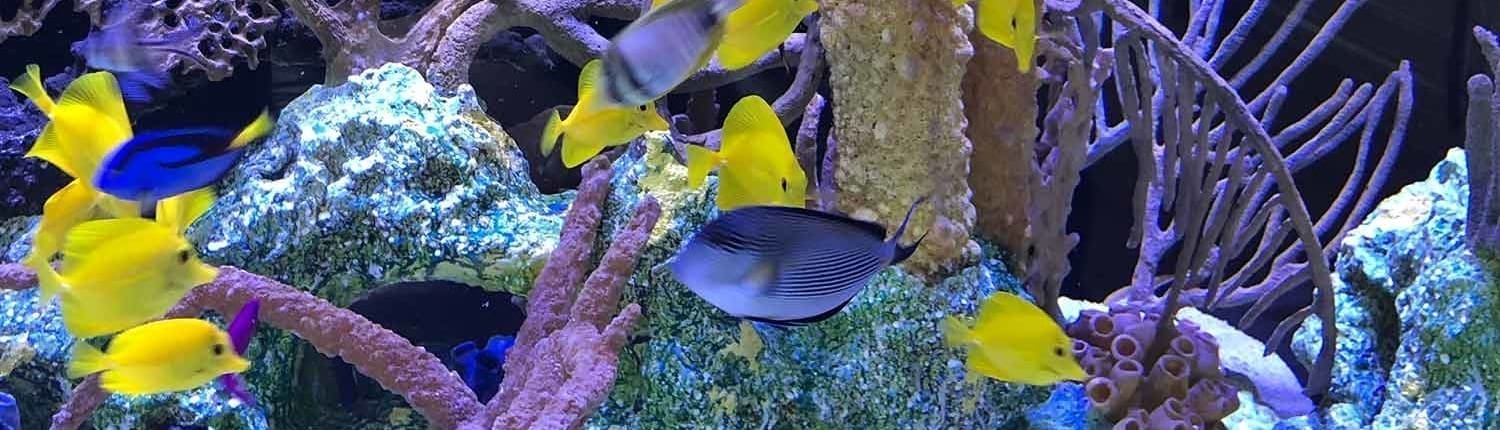 custom aquariums for sale | custom acrylic aquariums built custom