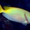 Scribbled rabbitfish for sale