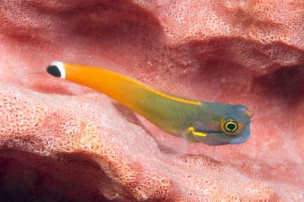 Tailspot Blenny - Image 4