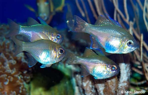 Threadfin Cardinal fish for sale