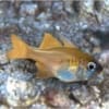 Threadfin Cardinalfish for sale