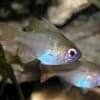 Threadfin Cardinal for sale