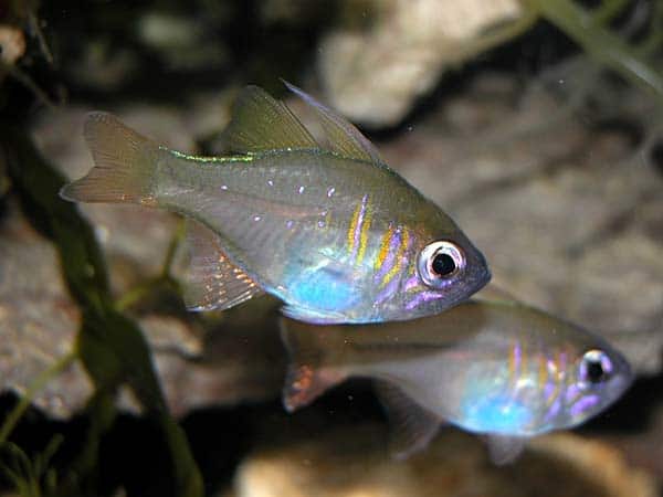 Threadfin Cardinal for sale