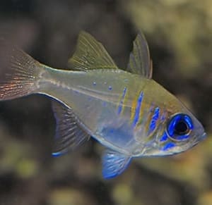 threadfin cardinal for sale