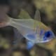 threadfin cardinal for sale