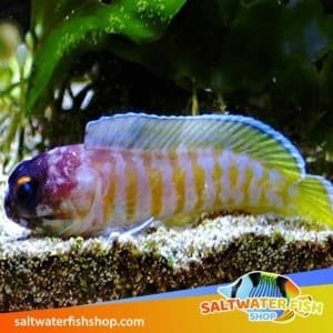 Tiger Jawfish