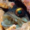 tiger jawfish