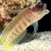 tiger jawfish for sale