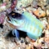 tiger jawfish