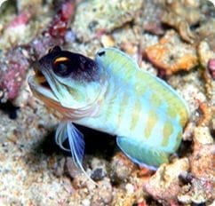 tiger jawfish