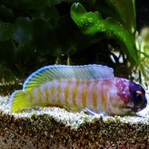 tiger jawfish for sale