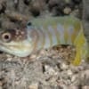 tiger jawfish for sale