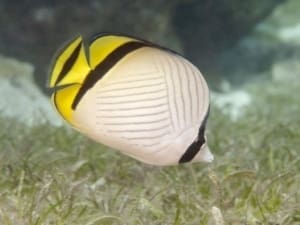 Vagabond butterfly fish for sale