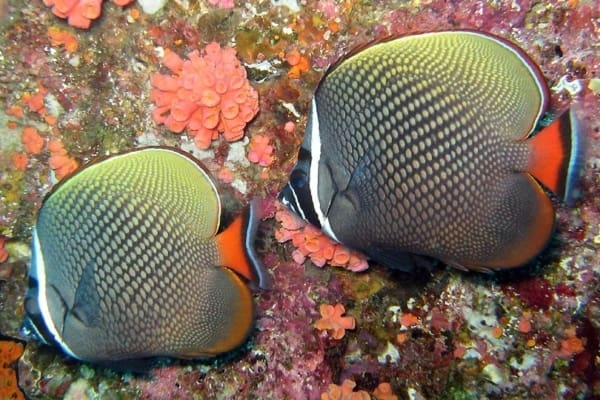 White Collar Butterflyfish for sale - Image 2