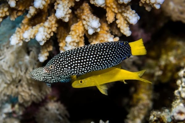 Yellowtail Tamarin Wrasse - Image 3