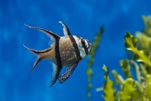 Bangai Cardinalfish